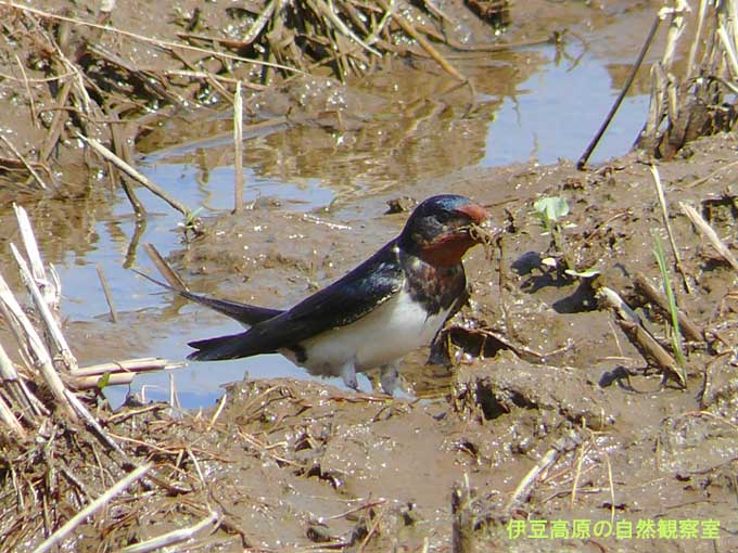 �ɓ������̎��R�ώ@��