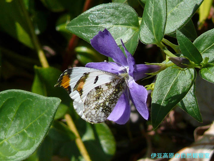 �ɓ������̎��R�ώ@��