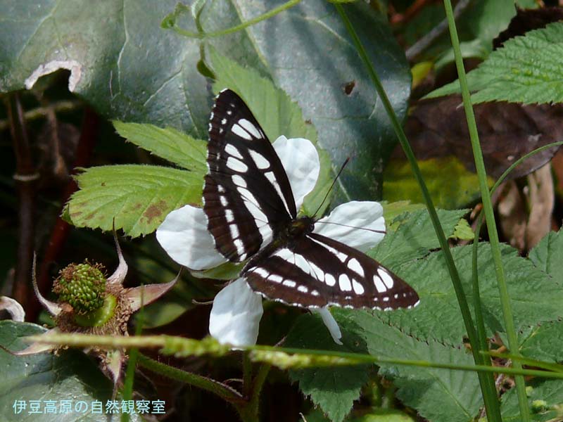 �ɓ������̎��R�ώ@��