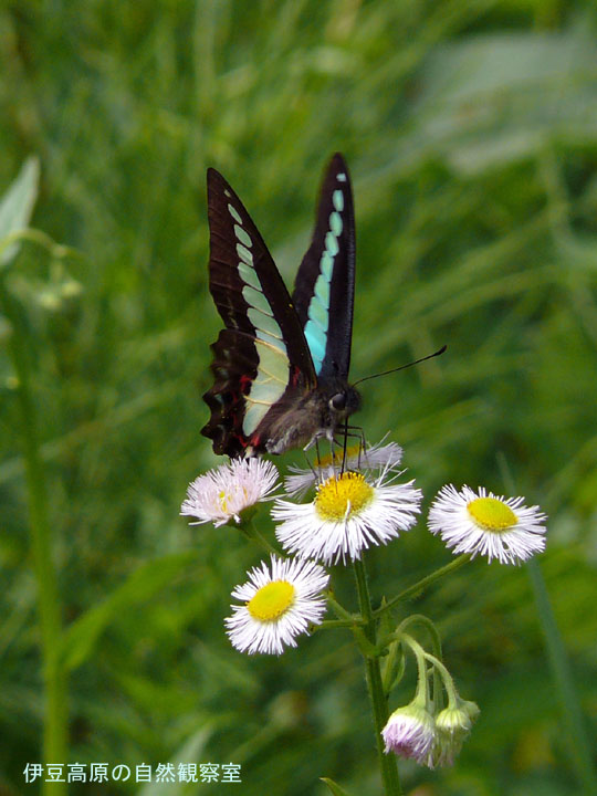 �ɓ������̎��R�ώ@��