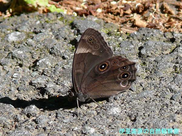 �ɓ������̎��R�ώ@��