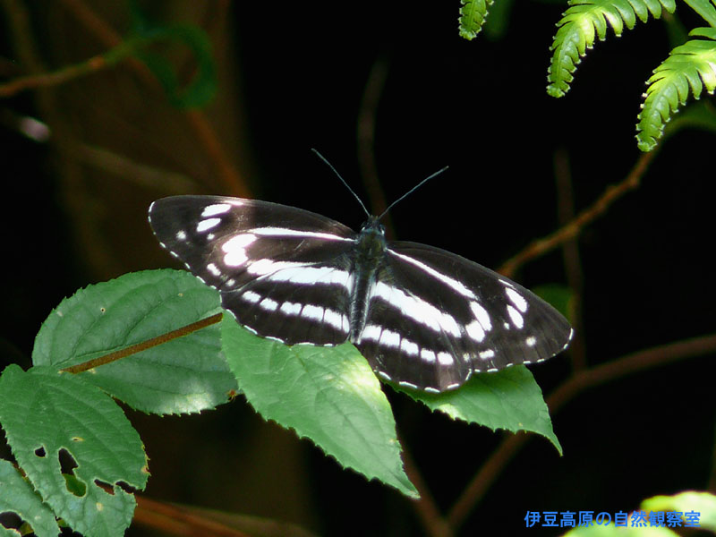 �ɓ������̎��R�ώ@��