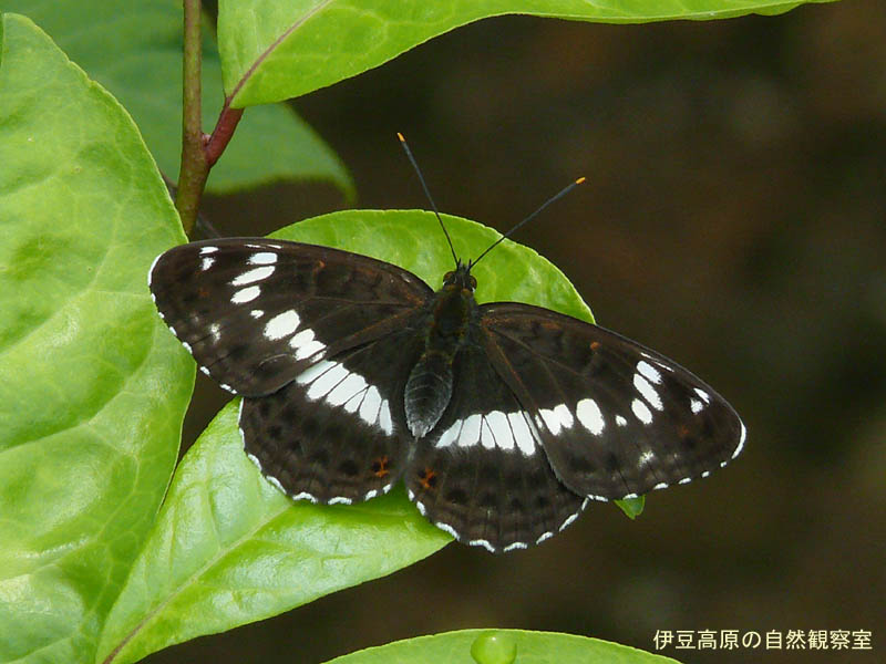 �ɓ������̎��R�ώ@��