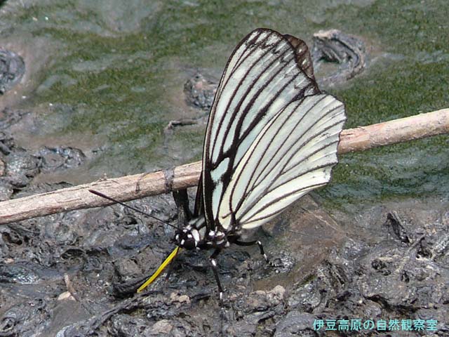 �ɓ������̎��R�ώ@��