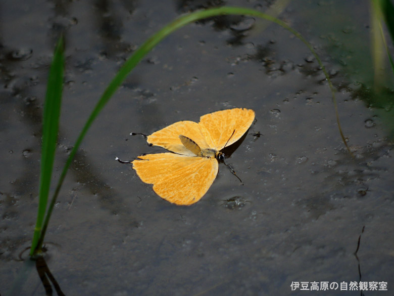 �ɓ������̎��R�ώ@��