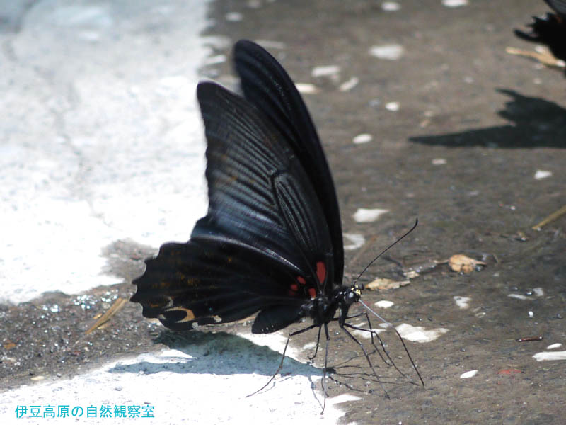 �ɓ������̎��R�ώ@��