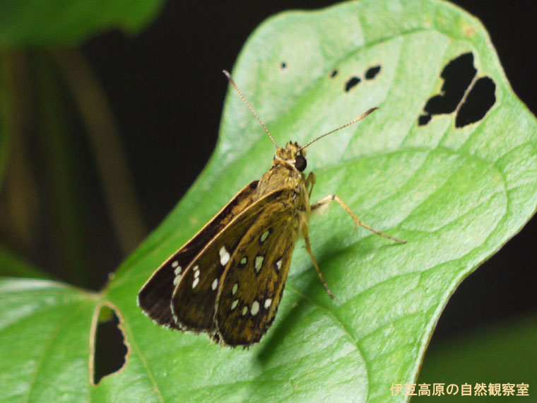 �ɓ������̎��R�ώ@��