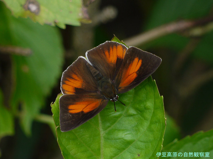 �ɓ������̎��R�ώ@��