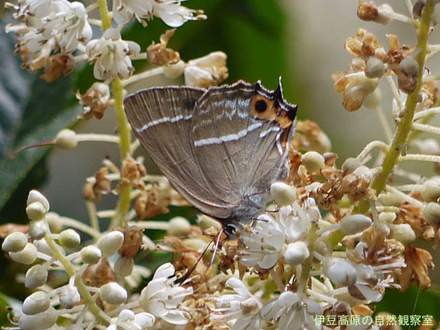 �ɓ������̎��R�ώ@��