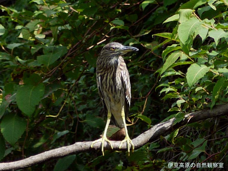 �ɓ������̎��R�ώ@��