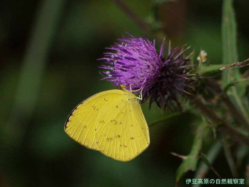 �ɓ������̎��R�ώ@��