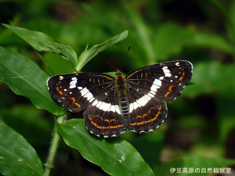 �ɓ������̎��R�ώ@��