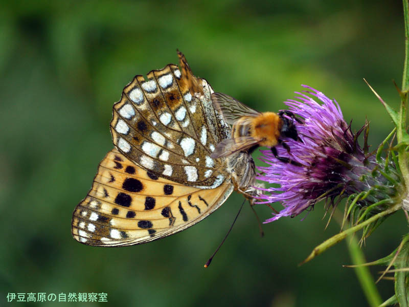 �ɓ������̎��R�ώ@��