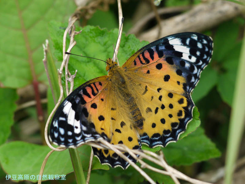 �ɓ������̎��R�ώ@��