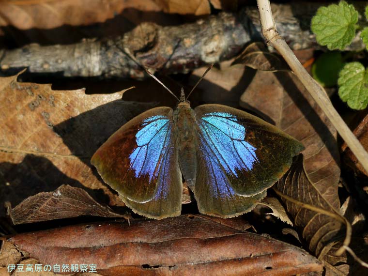 �ɓ������̎��R�ώ@��