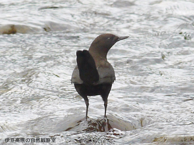 �ɓ������̎��R�ώ@��