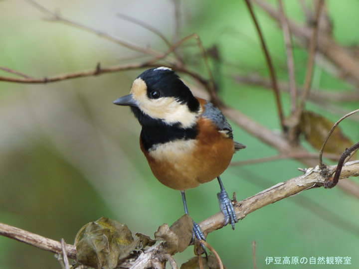 �ɓ������̎��R�ώ@��