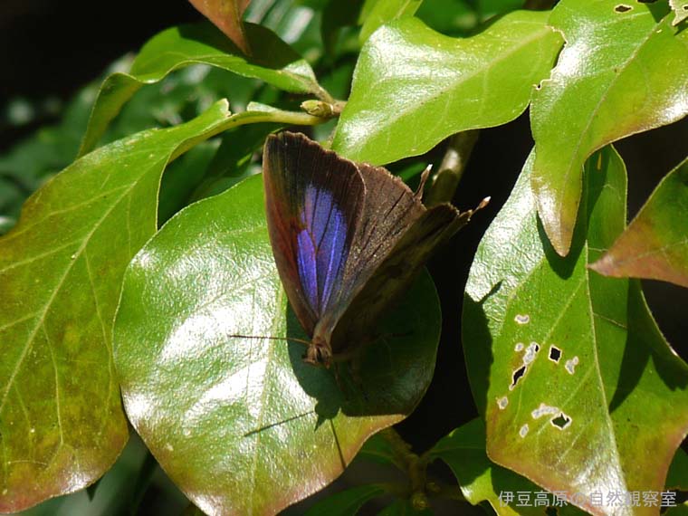 �ɓ������̎��R�ώ@��