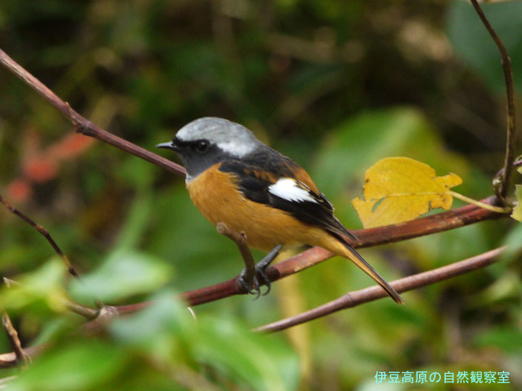 �ɓ������̎��R�ώ@��