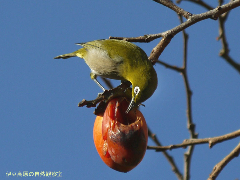 �ɓ������̎��R�ώ@��