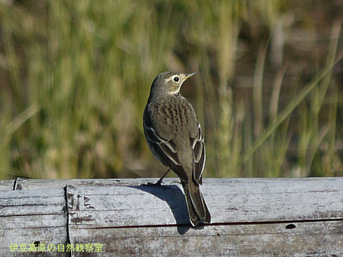 �ɓ������̎��R�ώ@��