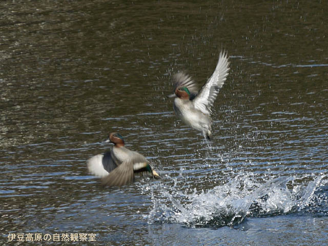 �ɓ������̎��R�ώ@��