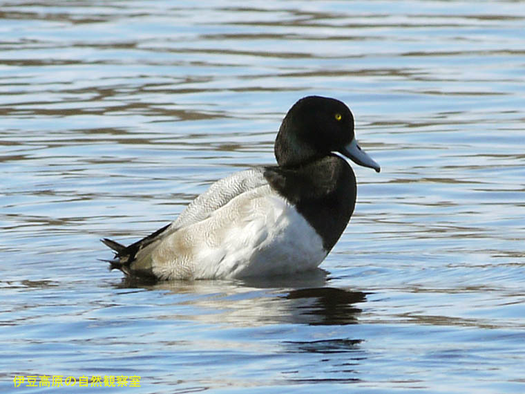 �ɓ������̎��R�ώ@��