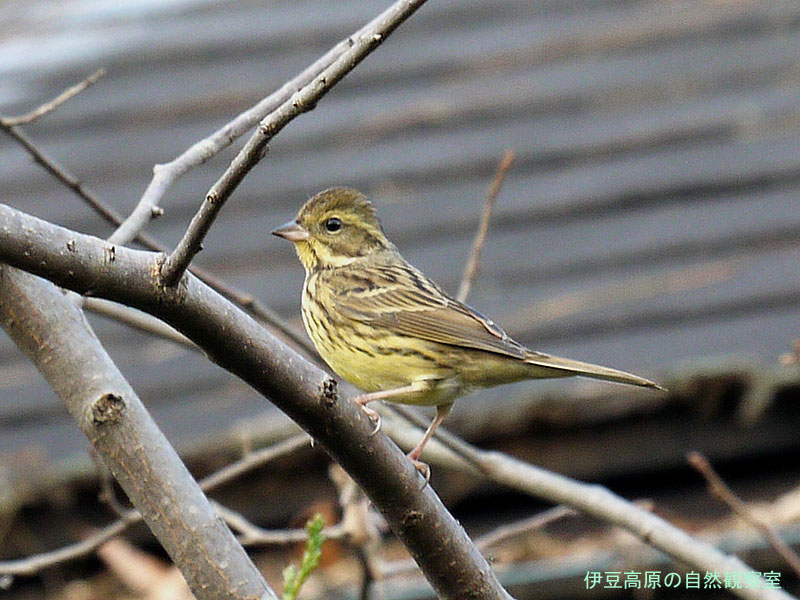 �ɓ������̎��R�ώ@��