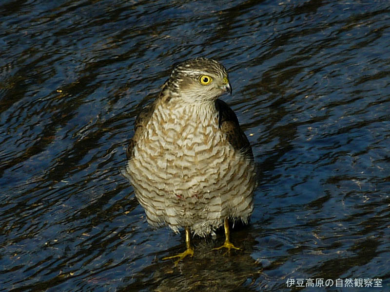 �ɓ������̎��R�ώ@��