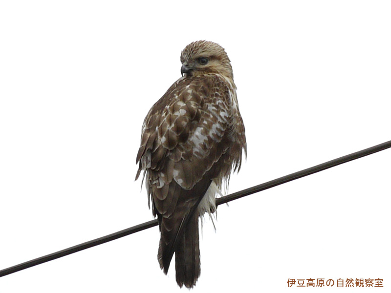 �ɓ������̎��R�ώ@��