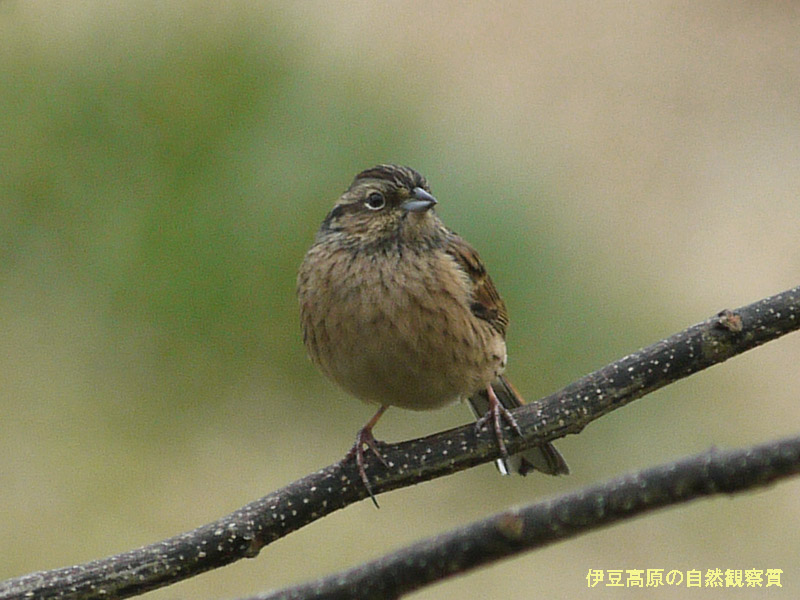 �ɓ������̎��R�ώ@��