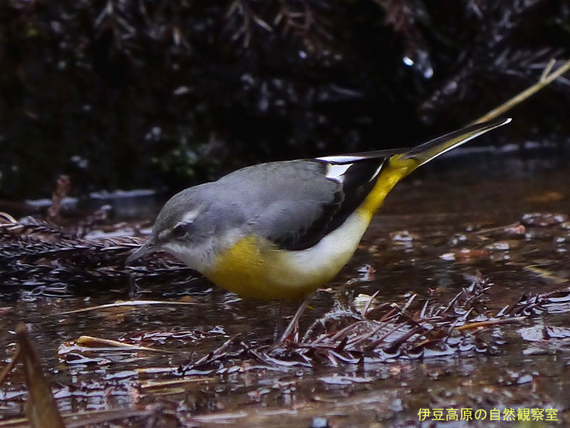 �ɓ������̎��R�ώ@��