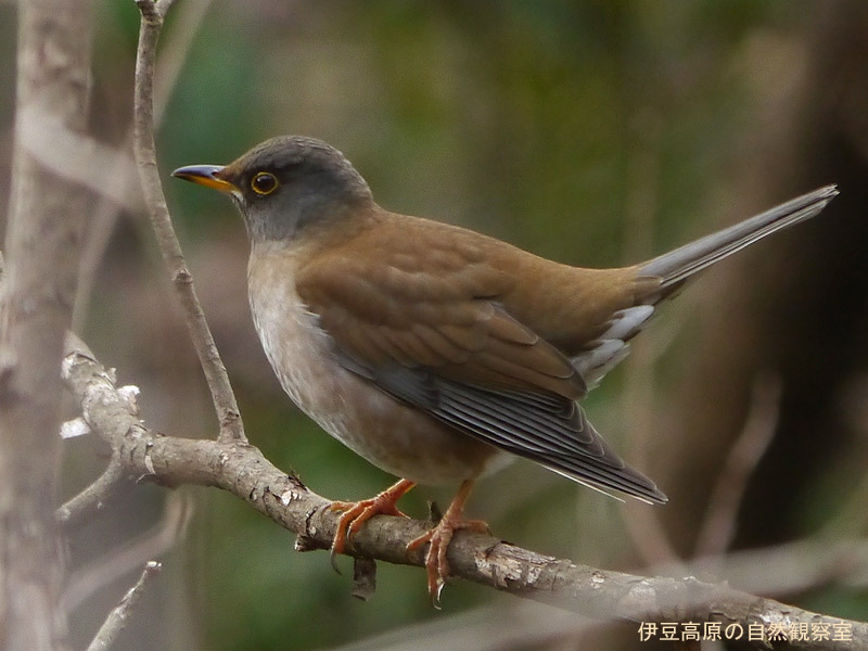 �ɓ������̎��R�ώ@��