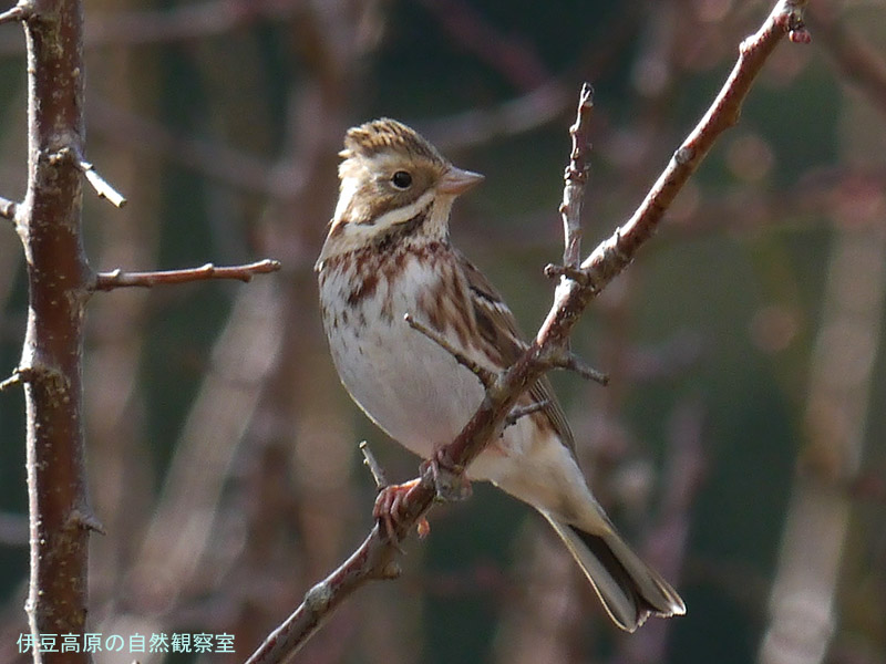 �ɓ������̎��R�ώ@��