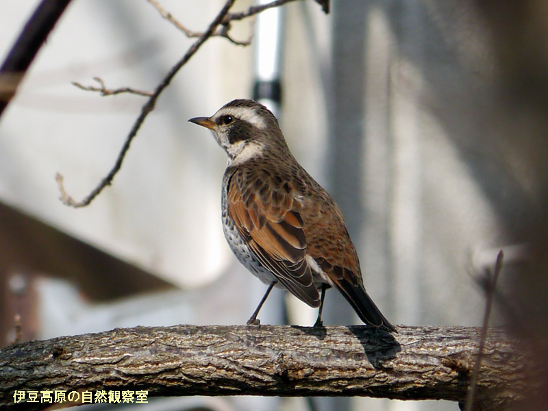 �ɓ������̎��R�ώ@��