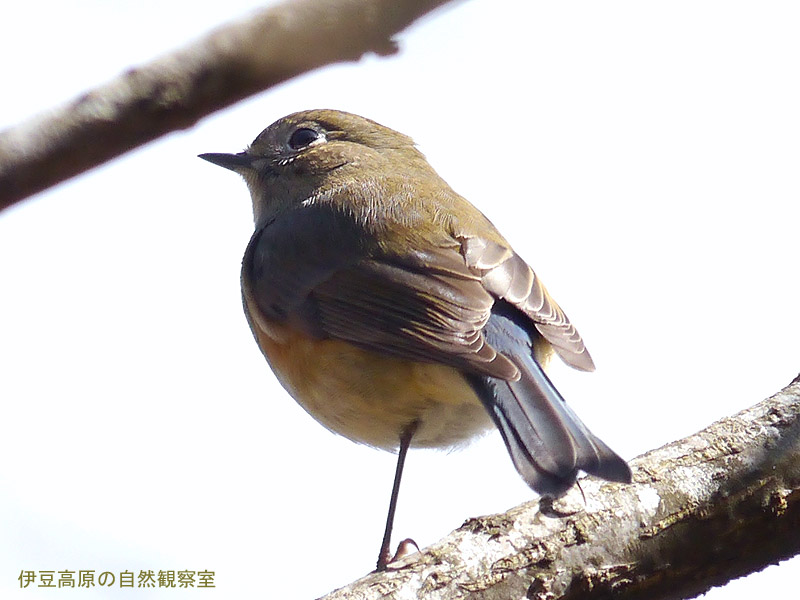 �ɓ������̎��R�ώ@��