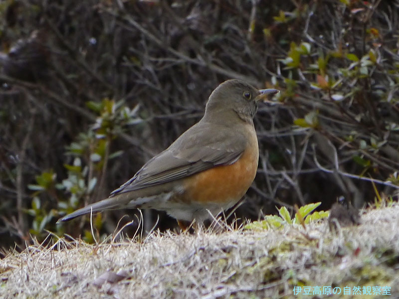 �ɓ������̎��R�ώ@��