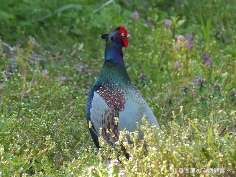 �ɓ������̎��R�ώ@��