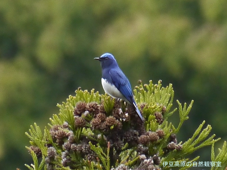 �ɓ������̎��R�ώ@��