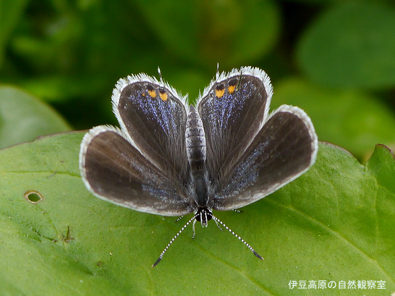 �ɓ������̎��R�ώ@��