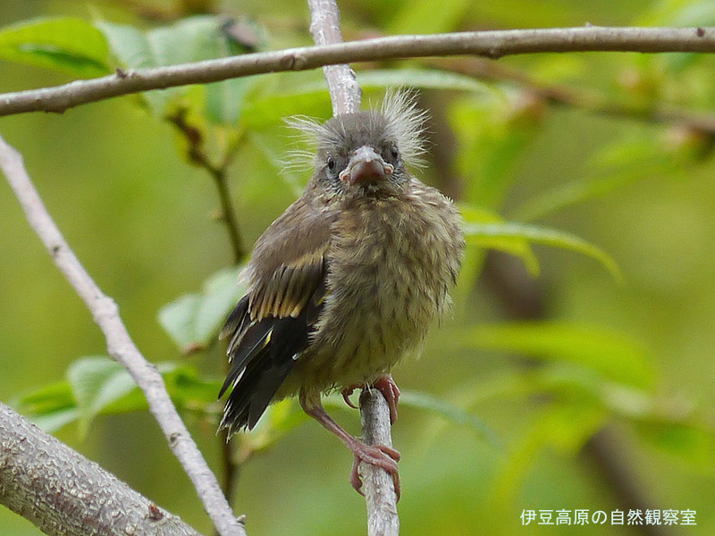 �ɓ������̎��R�ώ@��