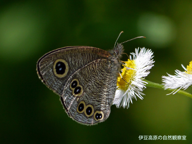 �ɓ������̎��R�ώ@��