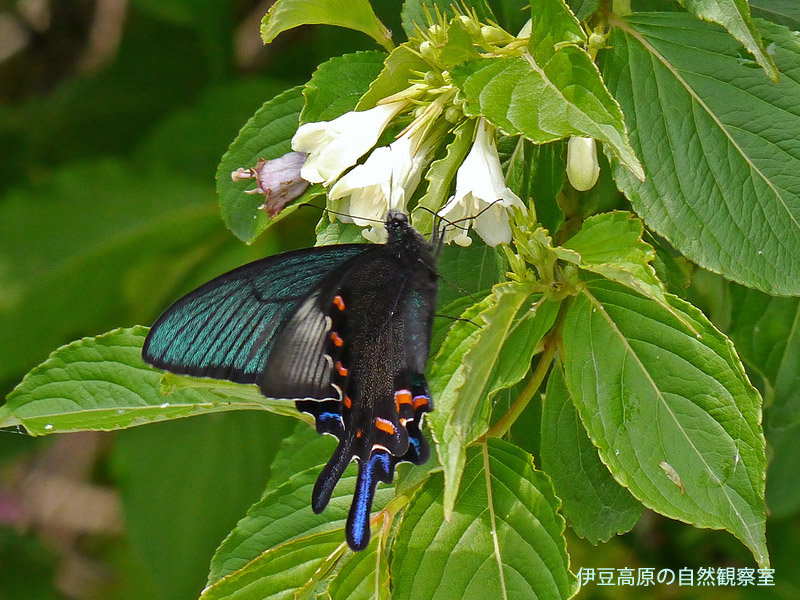 �ɓ������̎��R�ώ@��