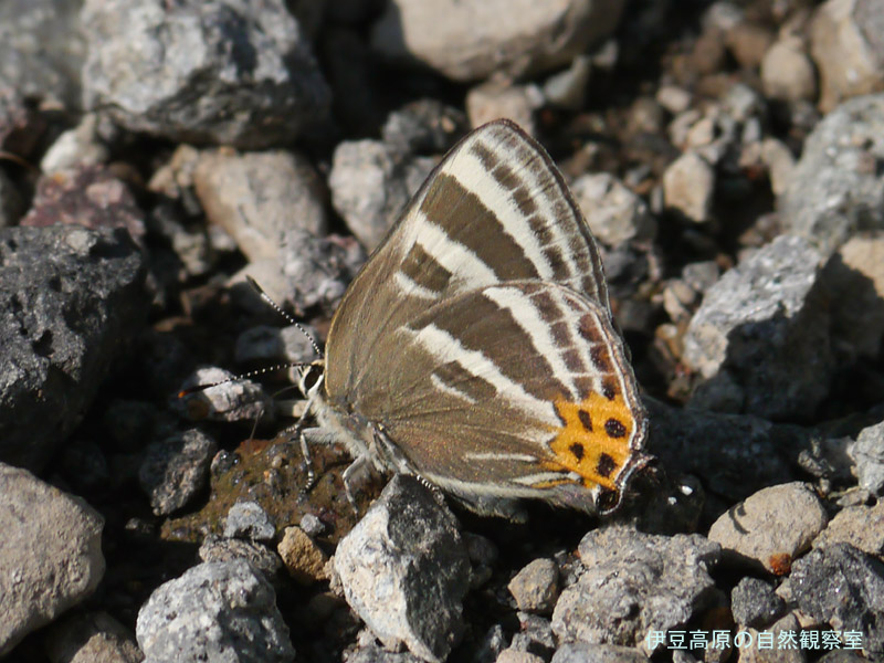 �ɓ������̎��R�ώ@��