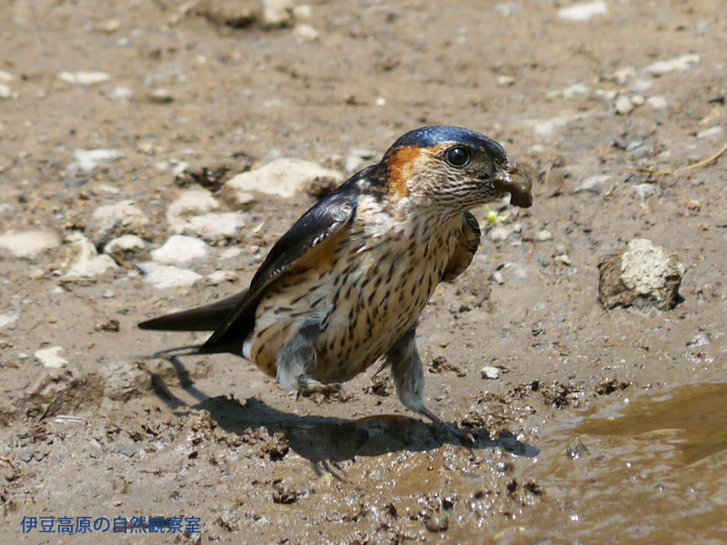 �ɓ������̎��R�ώ@��