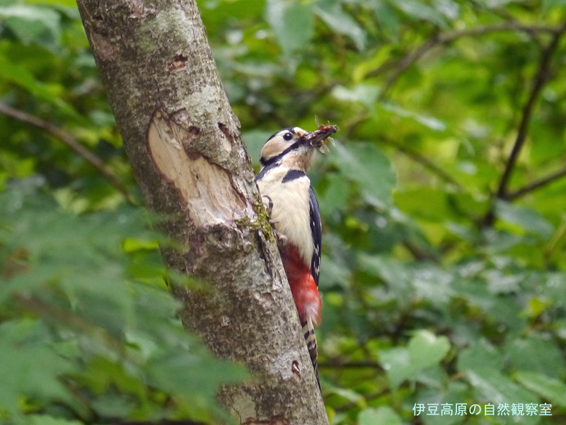 �ɓ������̎��R�ώ@��