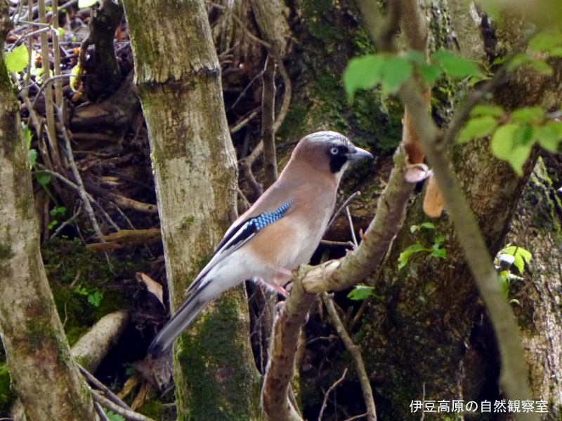 �ɓ������̎��R�ώ@��