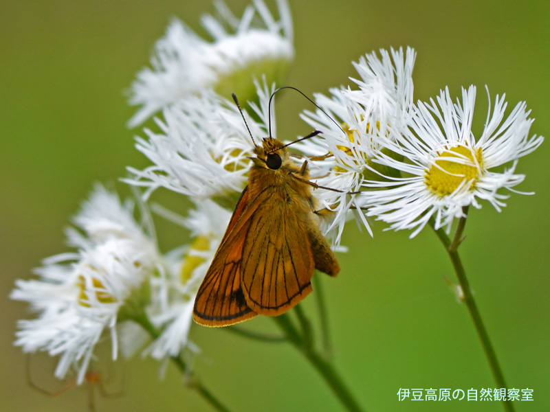 �ɓ������̎��R�ώ@��