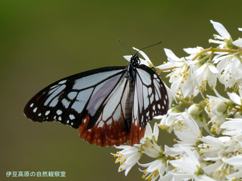 �ɓ������̎��R�ώ@��