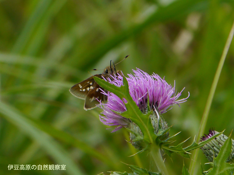 �ɓ������̎��R�ώ@��